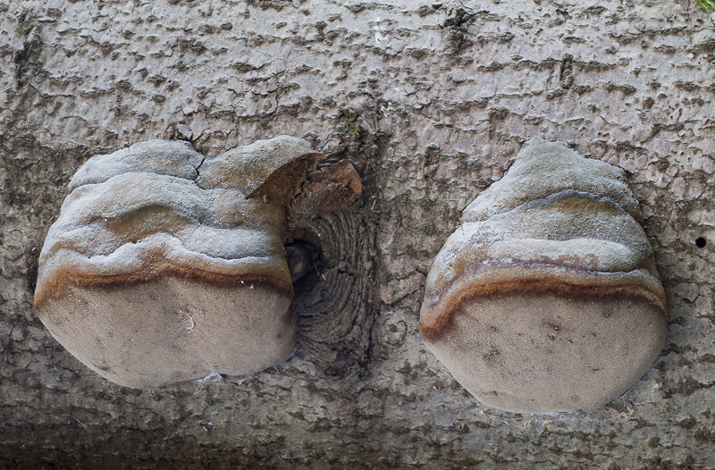 Phellinus hartigii